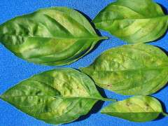 Basil DM leaves top 08 6275BG image