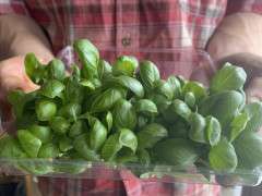 BASIL MICROGREENS IMG 2031 image