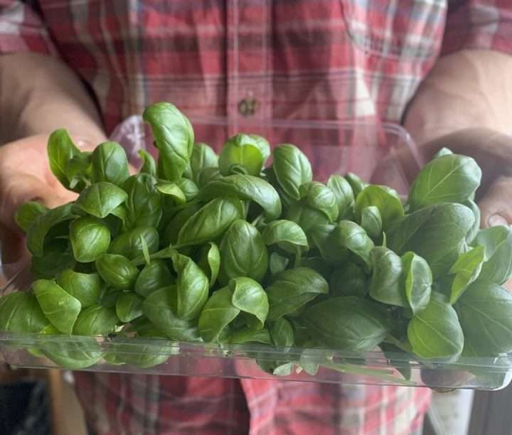 BASIL MICROGREENS IMG 2031 image