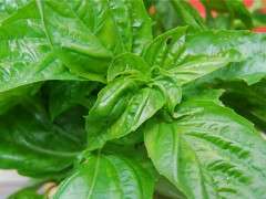 basil ready image
