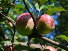 battered apples image