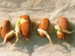 bean image