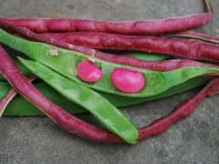 beans image
