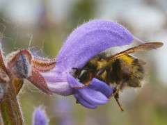 bee is transylvanian sage by Uprising Seeds image