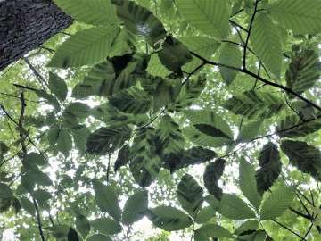 beech leaf disease image