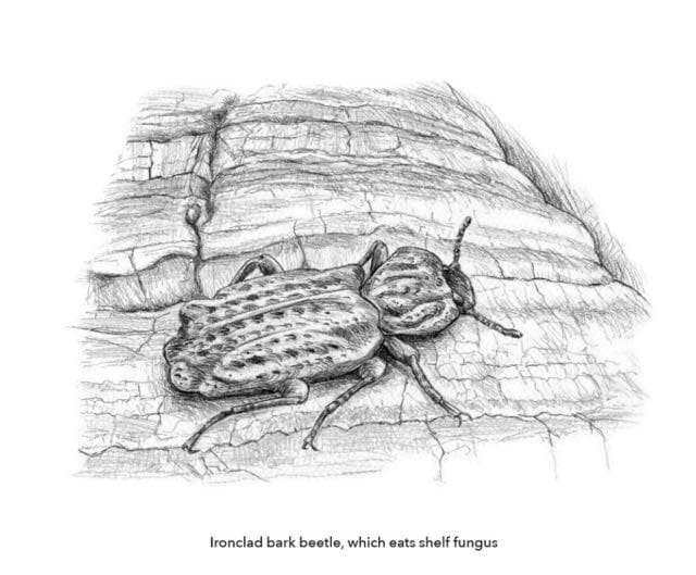 beetle-by-andrew-joslin