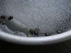 beetle soup image