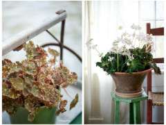begonias by Kindra Clineff image