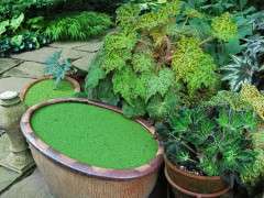 begonias outside image