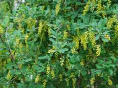 berberis koreaea image