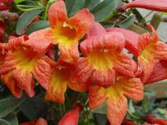 bignonia tangerine beauty brushwood image
