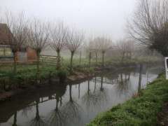 Bill Logan Willow Pollards Somerset Levels Reflection 2 image