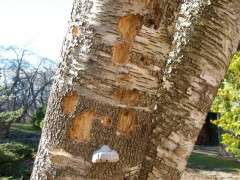 birch snag woodpecker excavating image