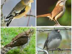 bird decline image