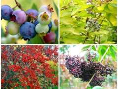 bird fruiting plants image