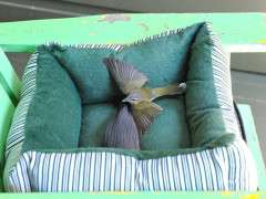 bird whisperer 2 image