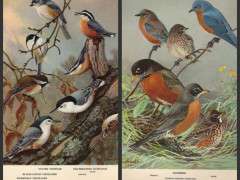 birdcollage image