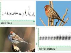 birding by ear collage 2 image