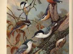 Birds5 image