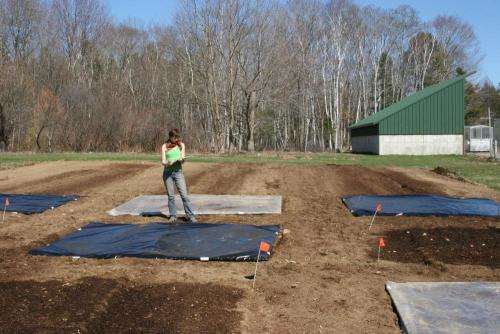 soil solarization and tarping for weed control