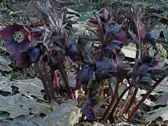 black orientalis hybrid image