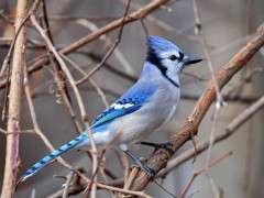 Blue Jay   Rodney Campbell image