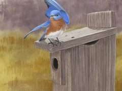 Bluebirdwingwave (1) image