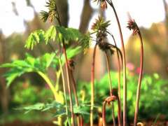 blue cohosh image