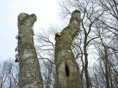brich snag two trunks image