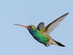 Broad billed Hummingbird © Tom Grey image