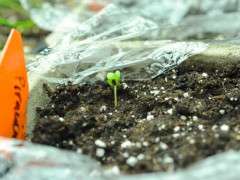 broccoli seedling just up image