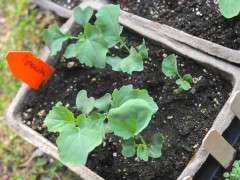 broccoli seedlings image