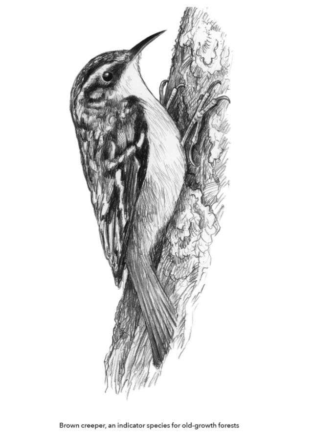 brown-creeper-2-by-andrew-joslin