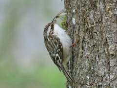 brown creeper wiith bug photo Mike Hamilton image