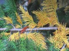 brown foliage on chamaecyparis image