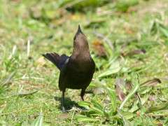 Brown headed Cowbird   Montlake Fill   5 1 14 031 image