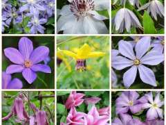 brushwood clematis collage image