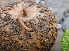bule gourd closeup image