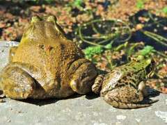 bullfrog and green frog image