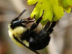 bumblebee detail image
