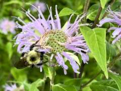 bumblebee on monarda fistulosa image