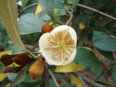 BUNTING magnolia laevifolia 1 image