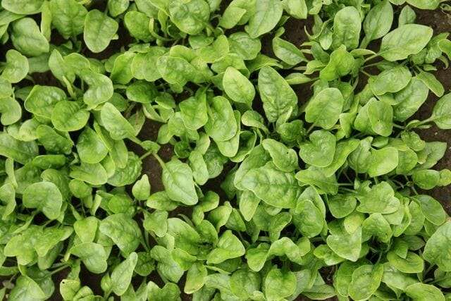 Butterflay-spinach-in-field-2013