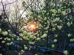 magnolia 'butterflies' image