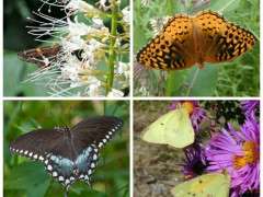 butterfly collage image