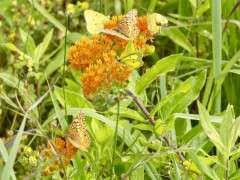 butterfly milkweed uli lorimer image