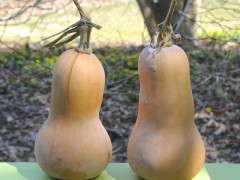 butternut squash in spring image
