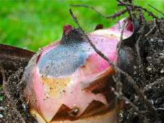 canna 2010 image