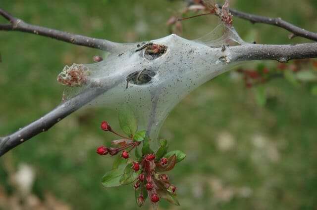 Eastern tent caterpillar tent