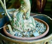 caudex of bombax ellipticum margaret roach.jpg image